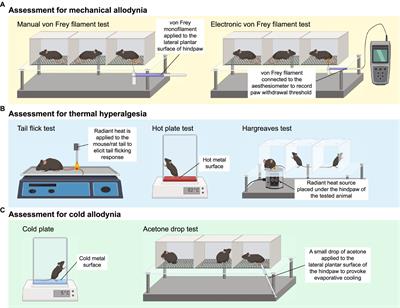 Current understanding of the molecular mechanisms of chemotherapy-induced peripheral neuropathy